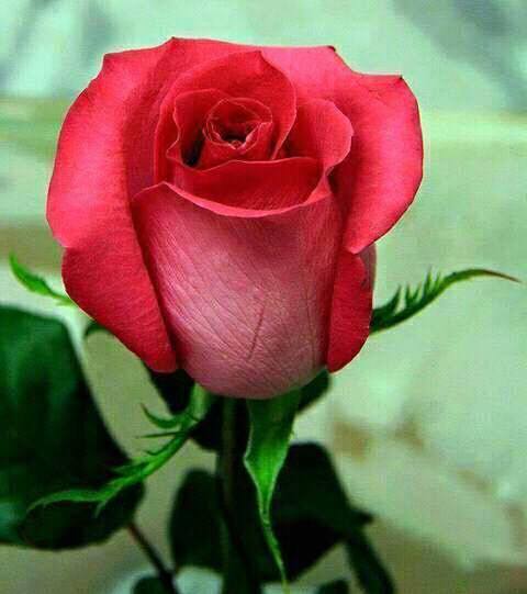 O que mais combina com a mulher é o Botão de Rosa, porque a beleza desta flor é o reflexo da beleza da MULHER