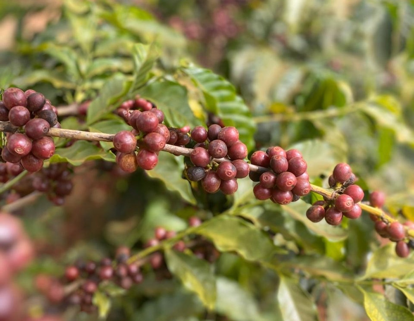 Colheita do café já começou: previsão é de colher cerca de 17 milhões de sacas no Sul de Minas