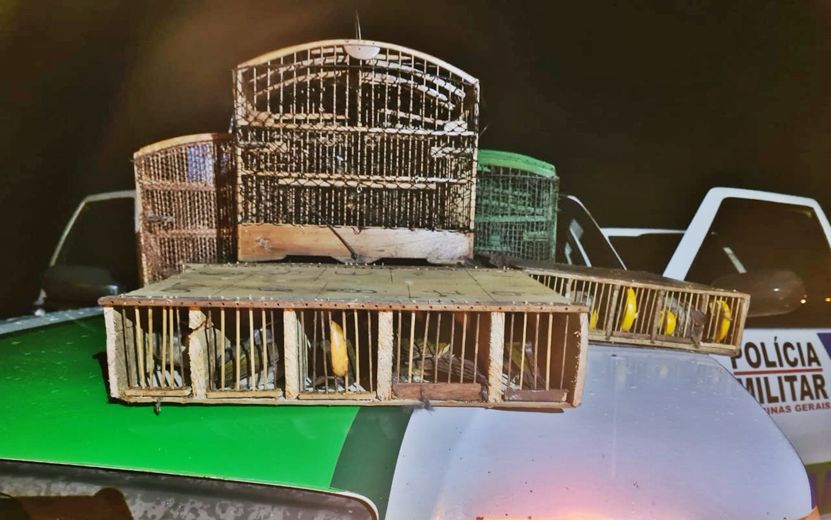 Quatro pessoas são presas por manter mais de 30 aves silvestres em cativeiro e por suspeita de maus-tratos em MG - Jornal Região Sul