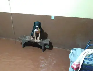 Chuva invade casa e cachorrinha sobe em banco para se proteger de água em São José da Barra