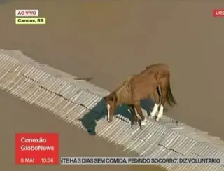 Égua ilhada no telhado pelas chuvas no RS vira ícone da crise climática
