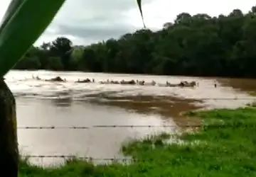 Gado atravessa área alagada com água até no pescoço para fugir de área de enchente em Soledade de Minas