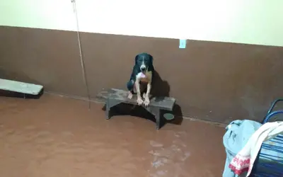 Chuva invade casa e cachorrinha sobe em banco para se proteger de água em São José da Barra