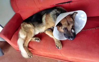 'Atitude desumana', diz dona de cachorro que foi agredido com facão na zona rural de Paraguaçu, MG