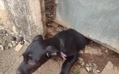 Filhote de cachorro é resgatado após ficar preso em vão de portão em Guaxupé, MG