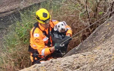 Cachorro é resgatado após escorregar de pedra e cair de altura de 12 metros na zona rural de Poços de Caldas, MG