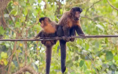 Setor de zoonoses investiga aparecimento de macacos mortos em praça de Campo Belo, MG