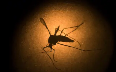 Secretaria de Estado de Saúde confirma 5ª morte por dengue no Sul de Minas; vítima era de Campanha